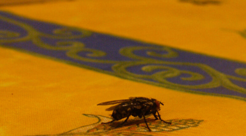 Eine Fliege auf einer provenzalischen Tischdecke